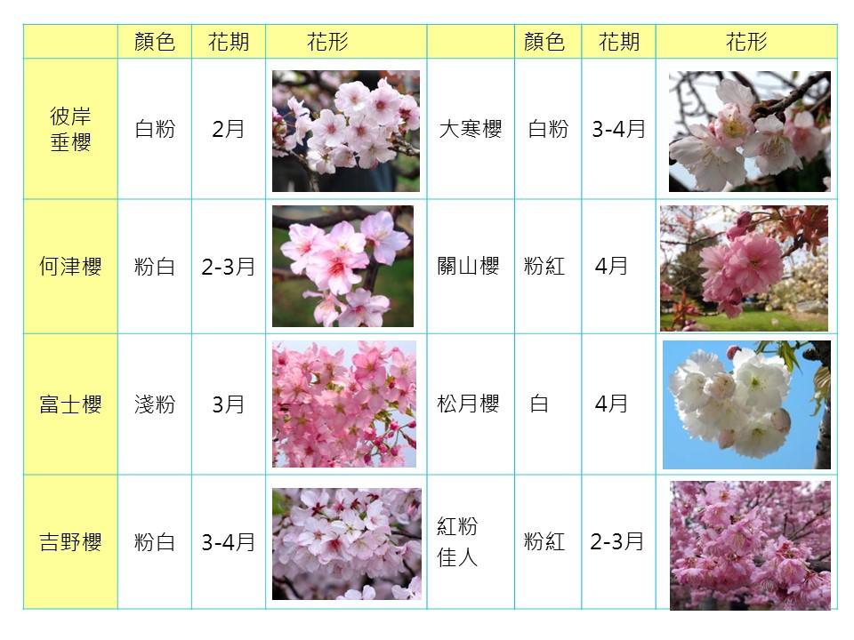 光之殿堂的周遭環境
